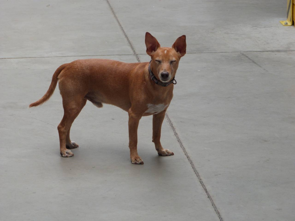 Sam und sein zweites Leben